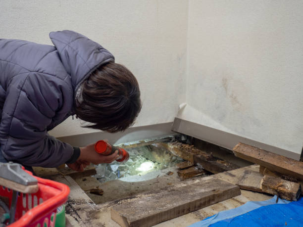  Bell Gardens, CA Mold Removal Pros