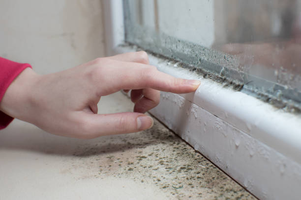 Professional Mold Removal in Bell Gardens, CA